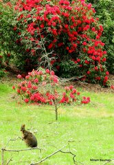 Thylogale billardierii