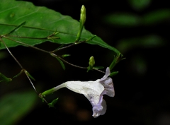 Ruellia rubra