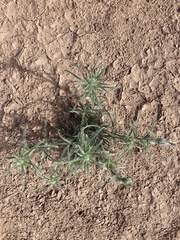 Johnstonella angustifolia