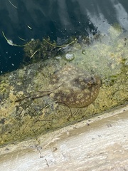 Urobatis jamaicensis