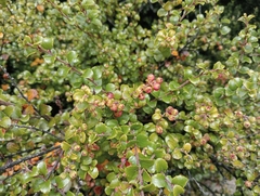 Gaultheria antipoda