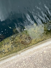 Urobatis jamaicensis