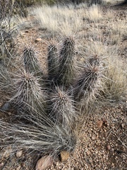 Echinocereus engelmannii fasciculatus
