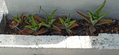 Kalanchoe gastonis-bonnieri