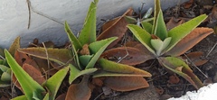 Kalanchoe gastonis-bonnieri
