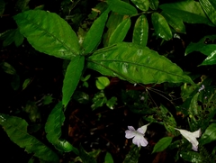 Ruellia rubra