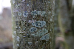 Lecidella elaeochroma