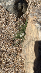 Johnstonella angustifolia