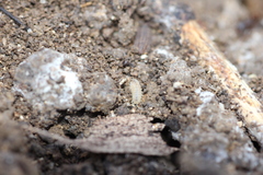 Haplophthalmus danicus