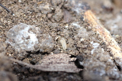 Haplophthalmus danicus