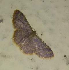 Lepidoptera
