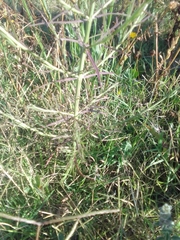 Agalinis communis