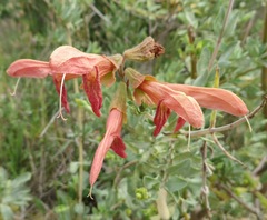 Salvia lanceolata