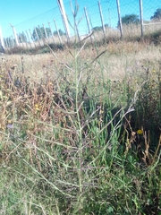 Agalinis communis
