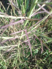 Agalinis communis