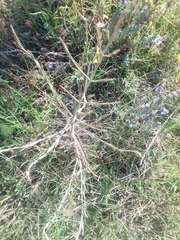 Agalinis communis