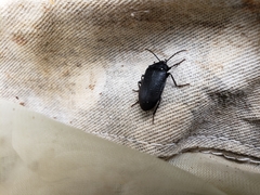 Penthe pimelia