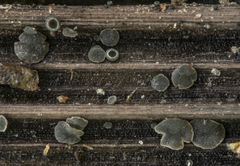 Pyrenopeziza atrata