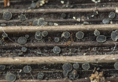 Pyrenopeziza atrata