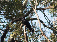 Corvus mellori