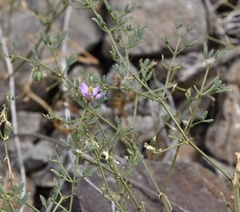 Fagonia cretica