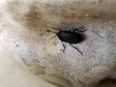 Penthe pimelia
