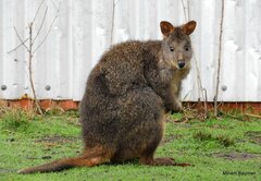 Thylogale billardierii