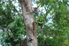 Lepidocolaptes squamatus