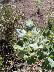 Chenopodium oahuense