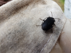 Penthe pimelia