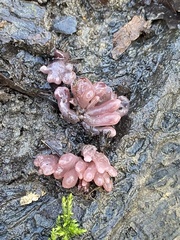 Ascocoryne sarcoides