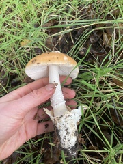 Amanita velosa