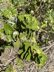 Santalum paniculatum