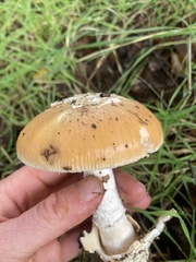 Amanita velosa