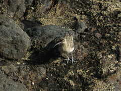 Numenius phaeopus