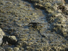 Grapsus adscensionis