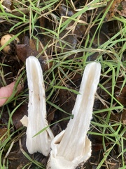 Amanita velosa