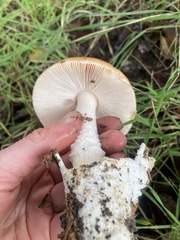 Amanita velosa