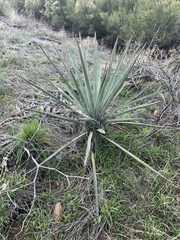 Yucca baccata