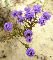 Phyllopodium cephalophorum