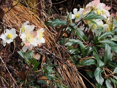 Helleborus niger