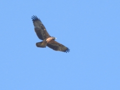 Geranoaetus melanoleucus