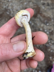 Agaricus diminutivus