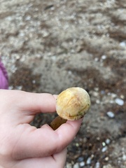 Agaricus diminutivus