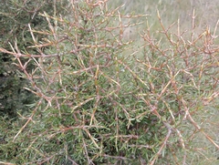 Coprosma rugosa