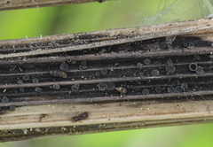 Pyrenopeziza atrata