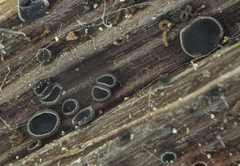 Pyrenopeziza atrata