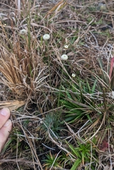 Syngonanthus flavidulus