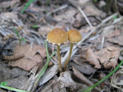 Conocybe velata