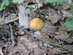 Conocybe velata